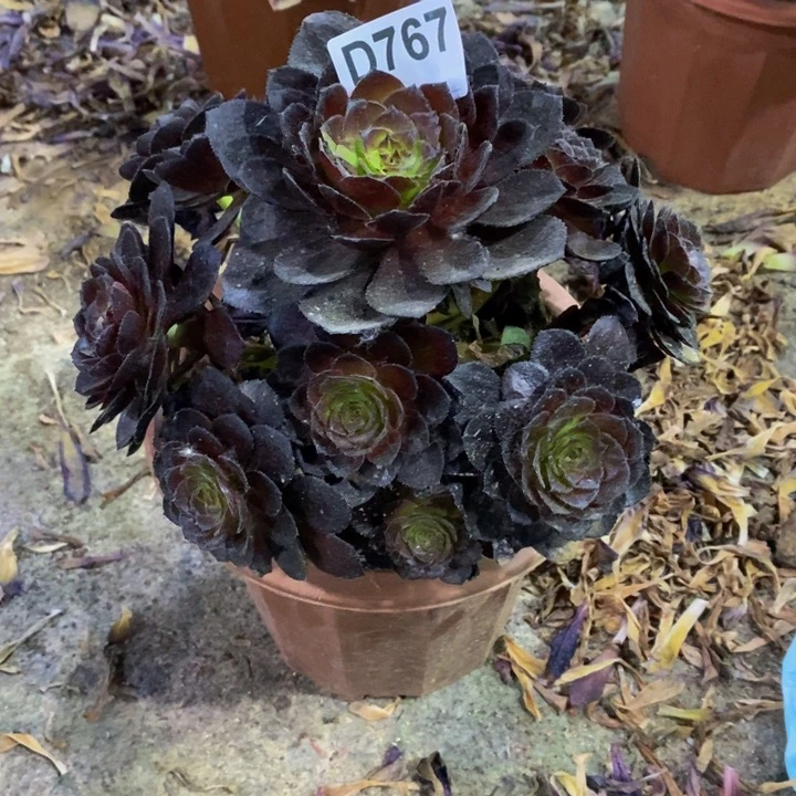 活**下花花公子多肉767