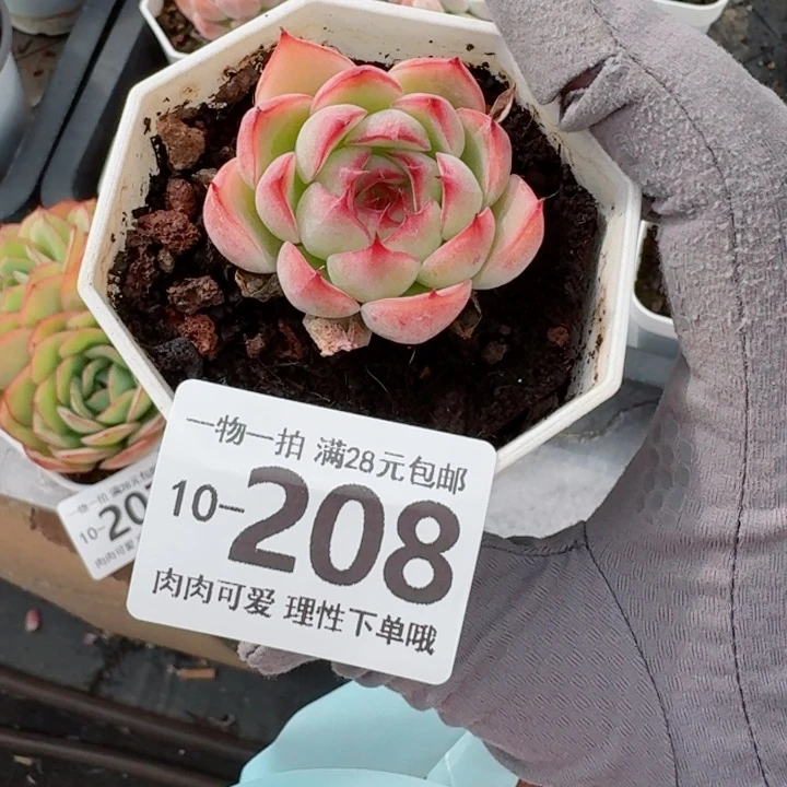 勾魂仙子无盆土发货无