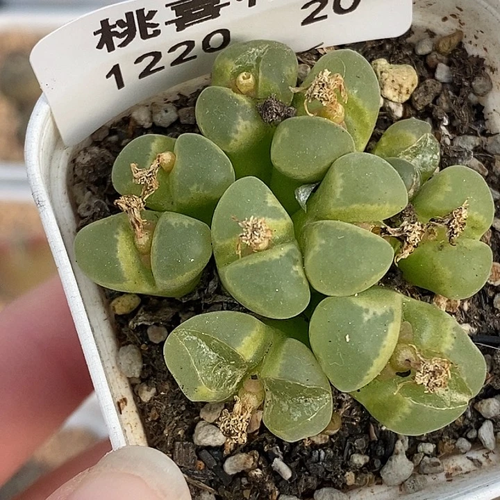 1220-20-糖果炸裂。