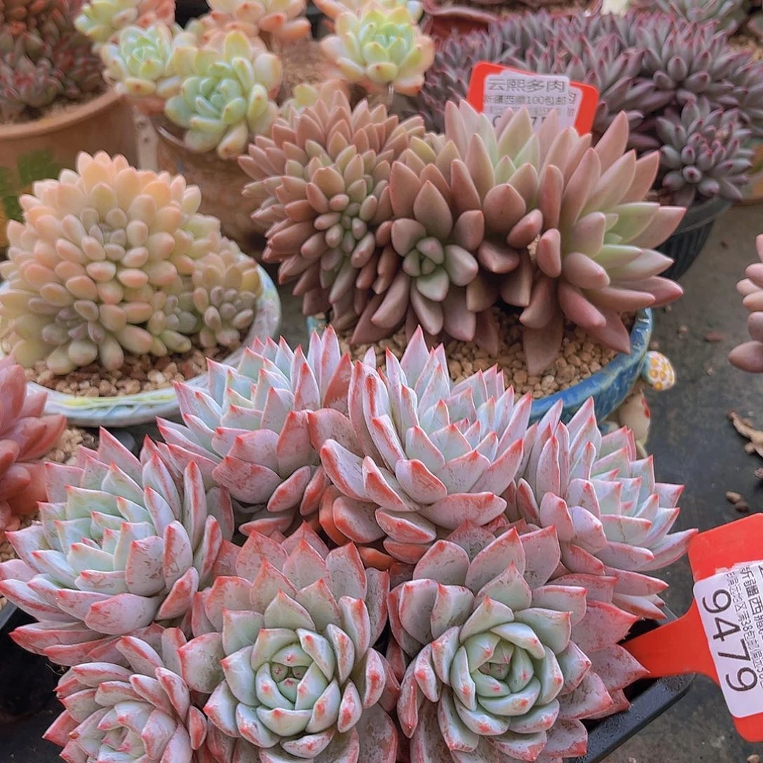 9479粉蓝鸟多肉植物