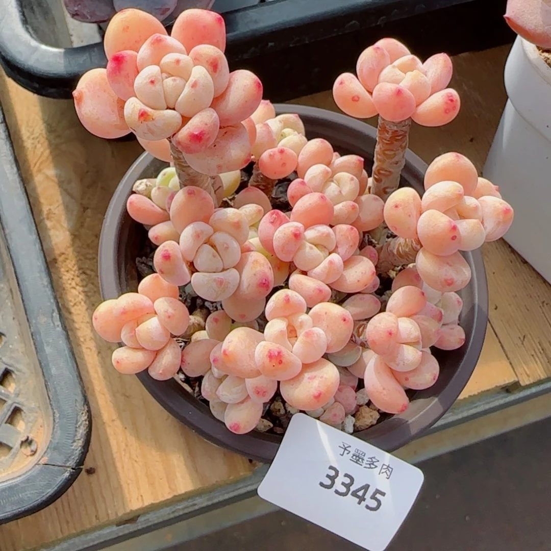 罗琦，3345多肉植物
