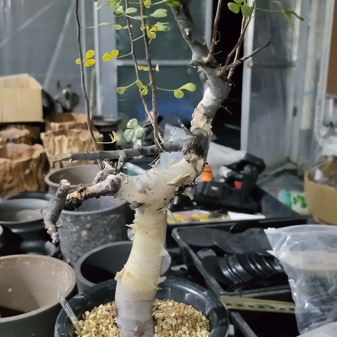 产地熟桩正白皮卡塔夫