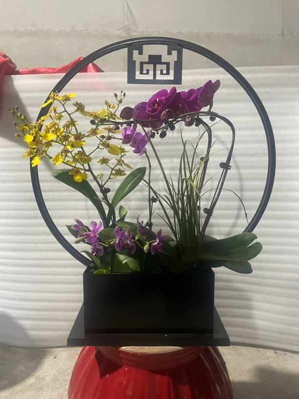 蝴蝶兰造型室内盆栽