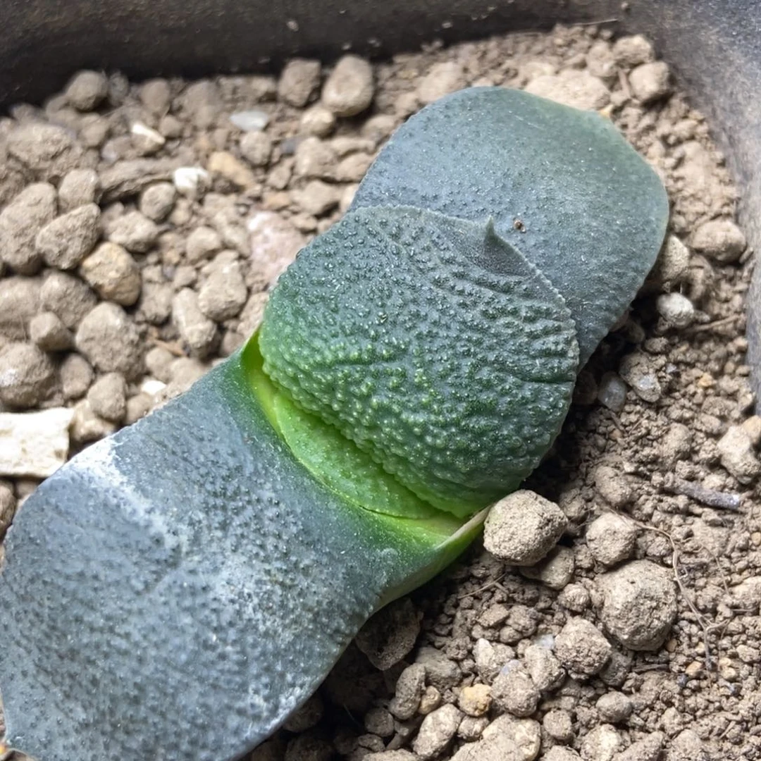 实生卧牛一物一拍