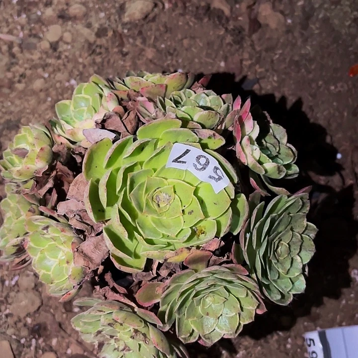 567雨荷多肉植物不售后