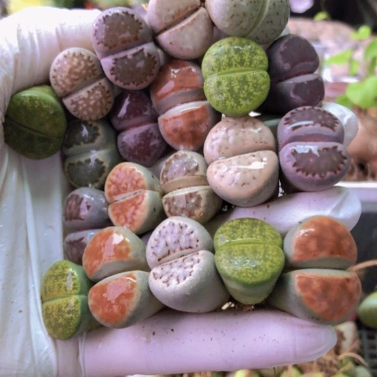 2933，1.8-2.2厘米20棵