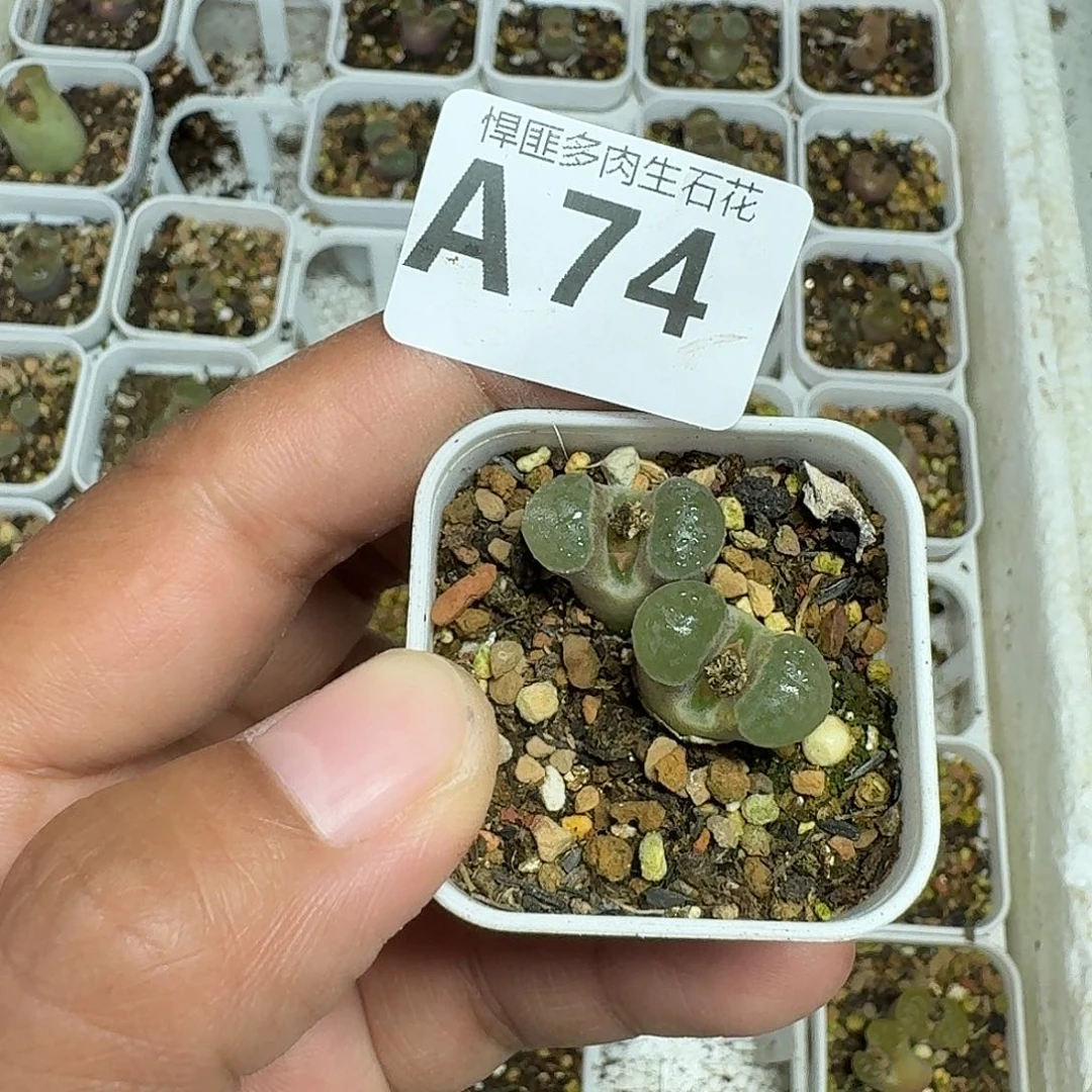 74多肉植物多肉植物