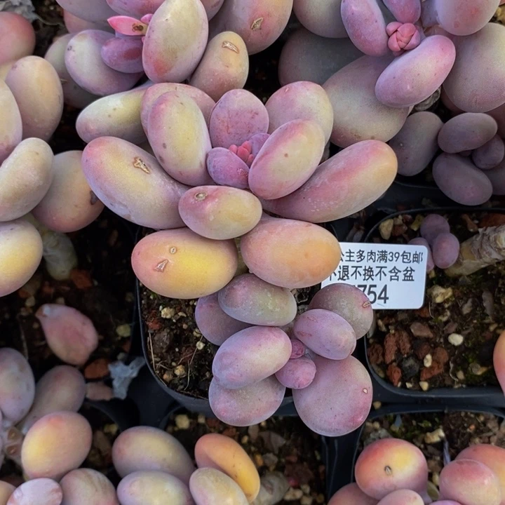 蛋黄奶754多肉植物