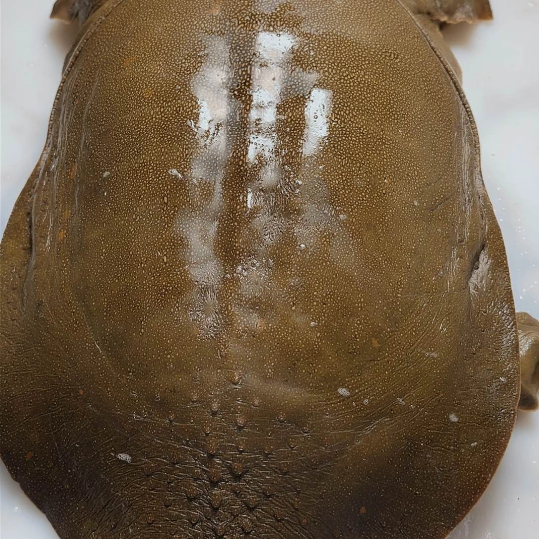 中国大陆野生甲鱼包野