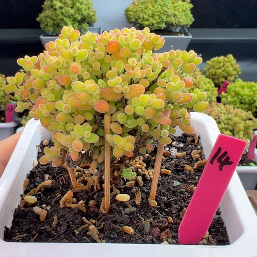 蜜橘糖球14号10cm盆