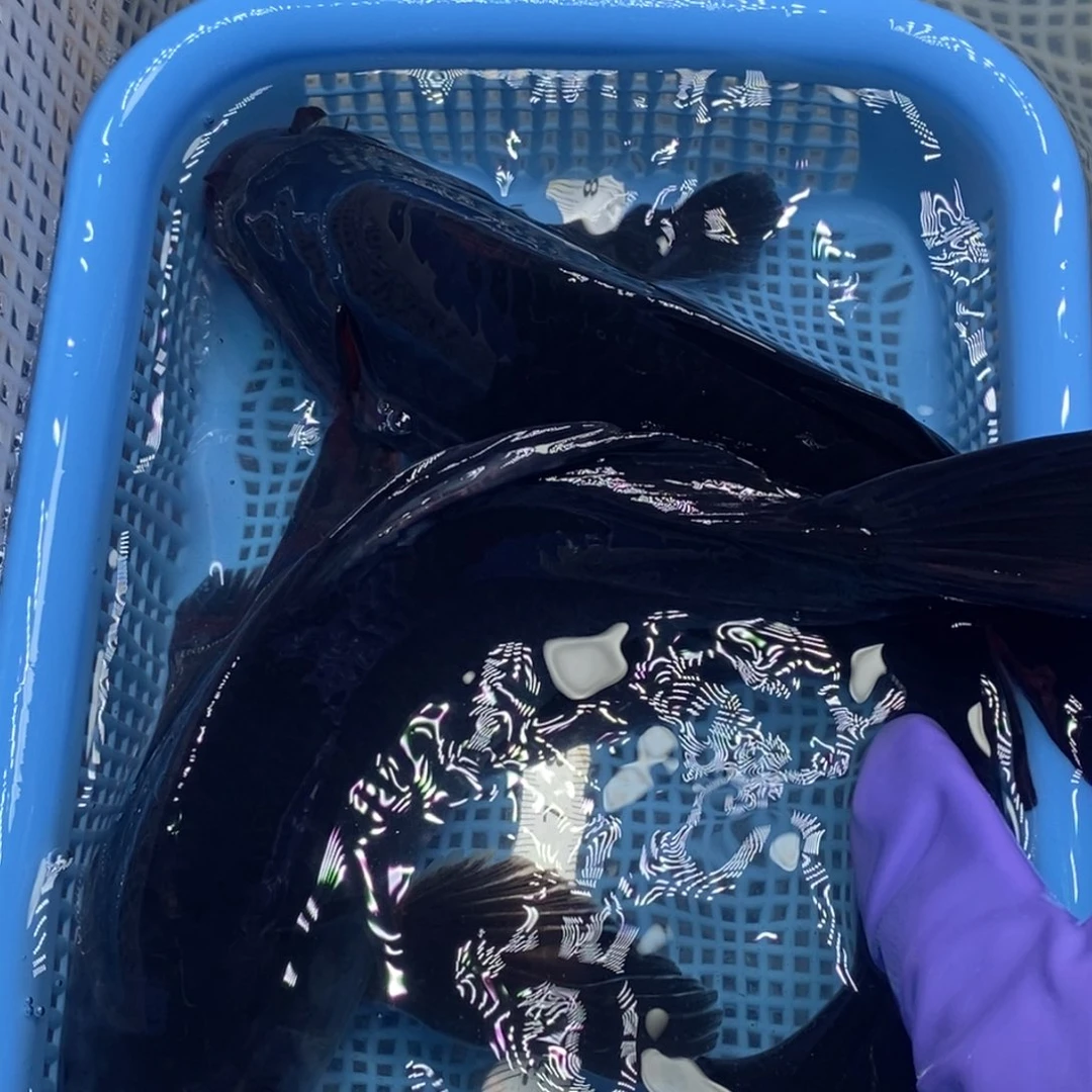 锦鲤冷水锦鲤包邮