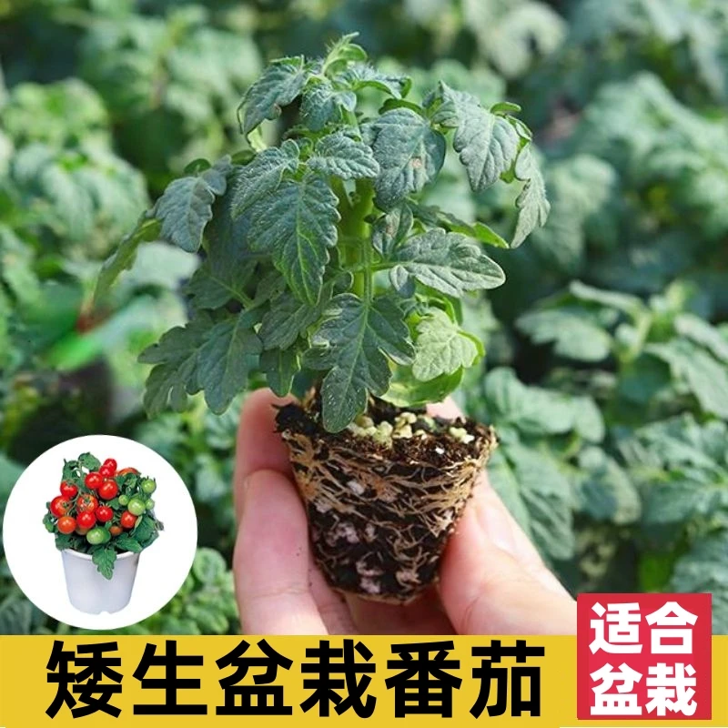 矮生盆栽番茄种子室内四季阳台种植西红柿樱桃圣女果苗水果小番茄