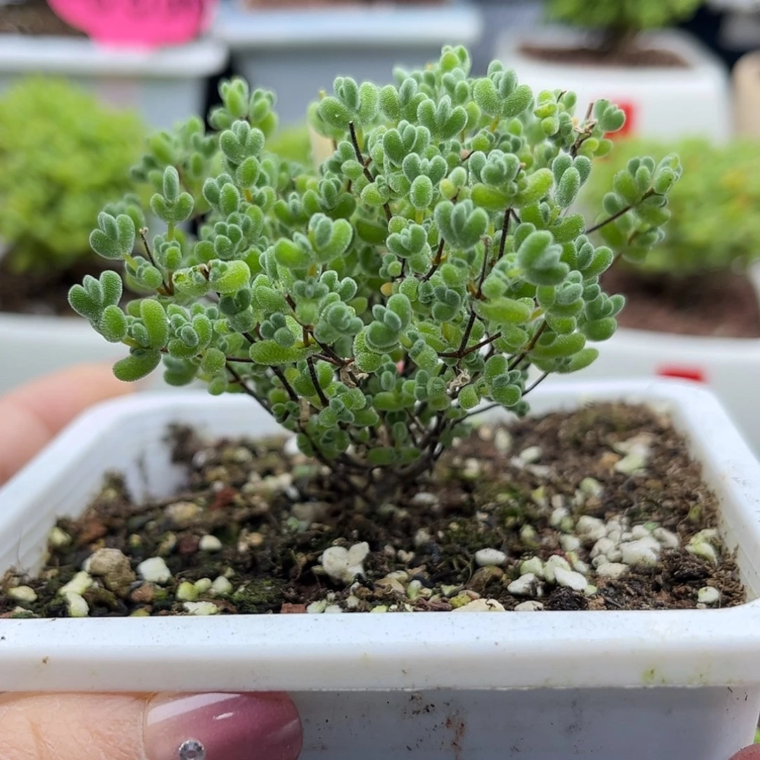 19薄荷实生莱斯优选枝干