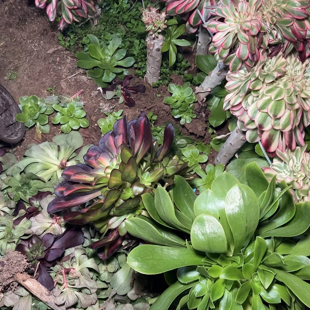 通****）多肉法师锦香奈尔中班