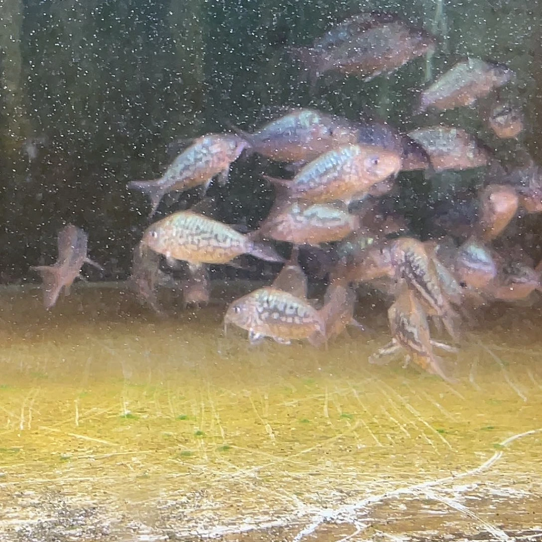 鼠鱼3只 精品爆花潘鼠 不包邮 偏远别拍
