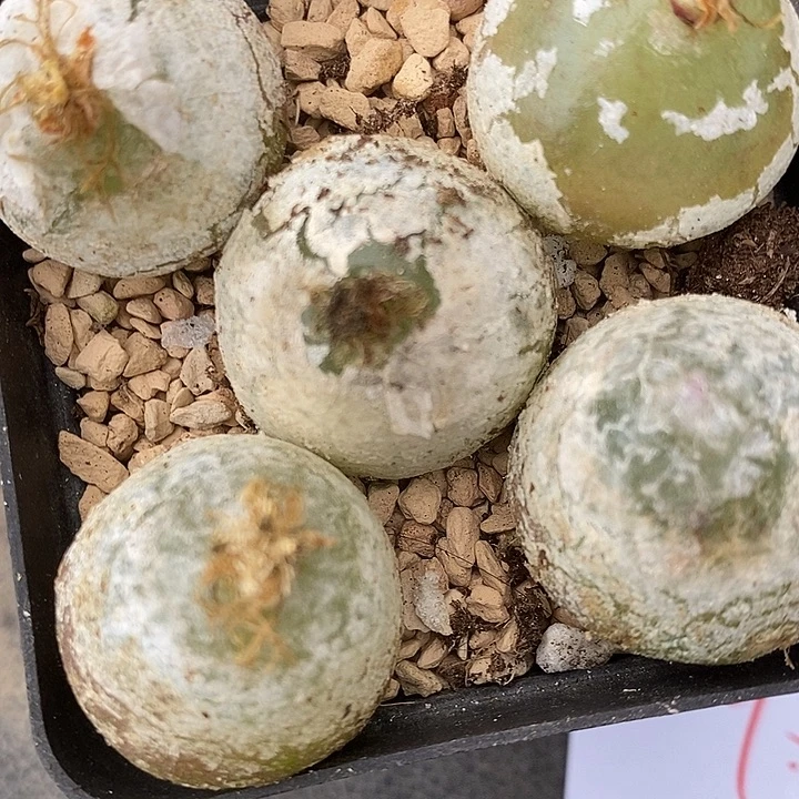 814母本大灯泡有伤一颗。