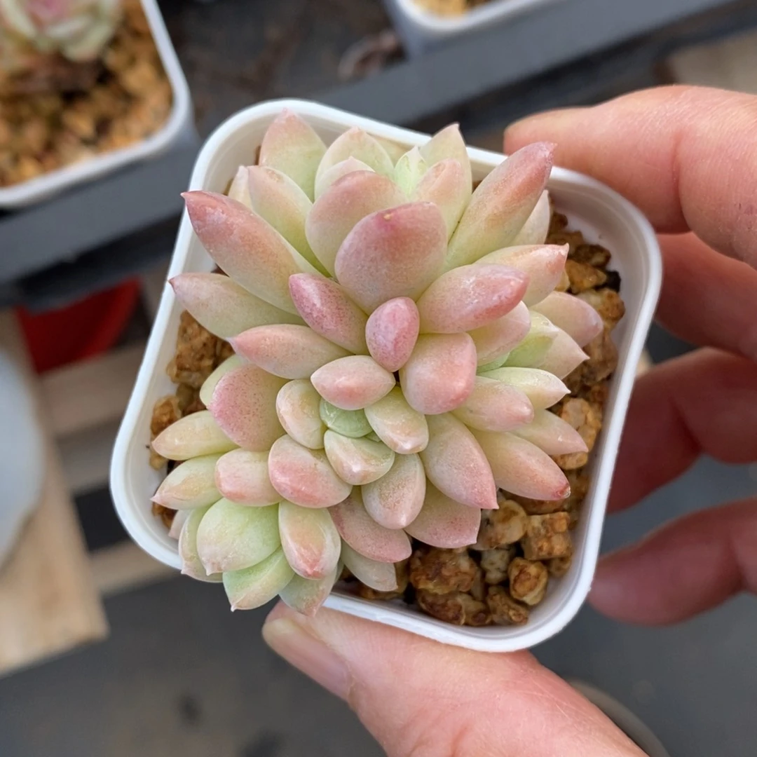 精品多肉一物一拍不包整26