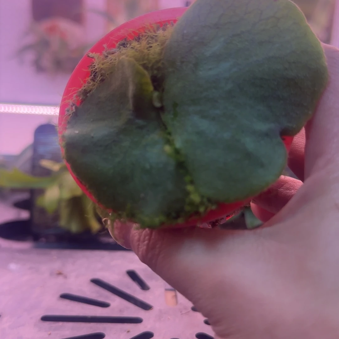 何其美鹿角蕨孢子苗