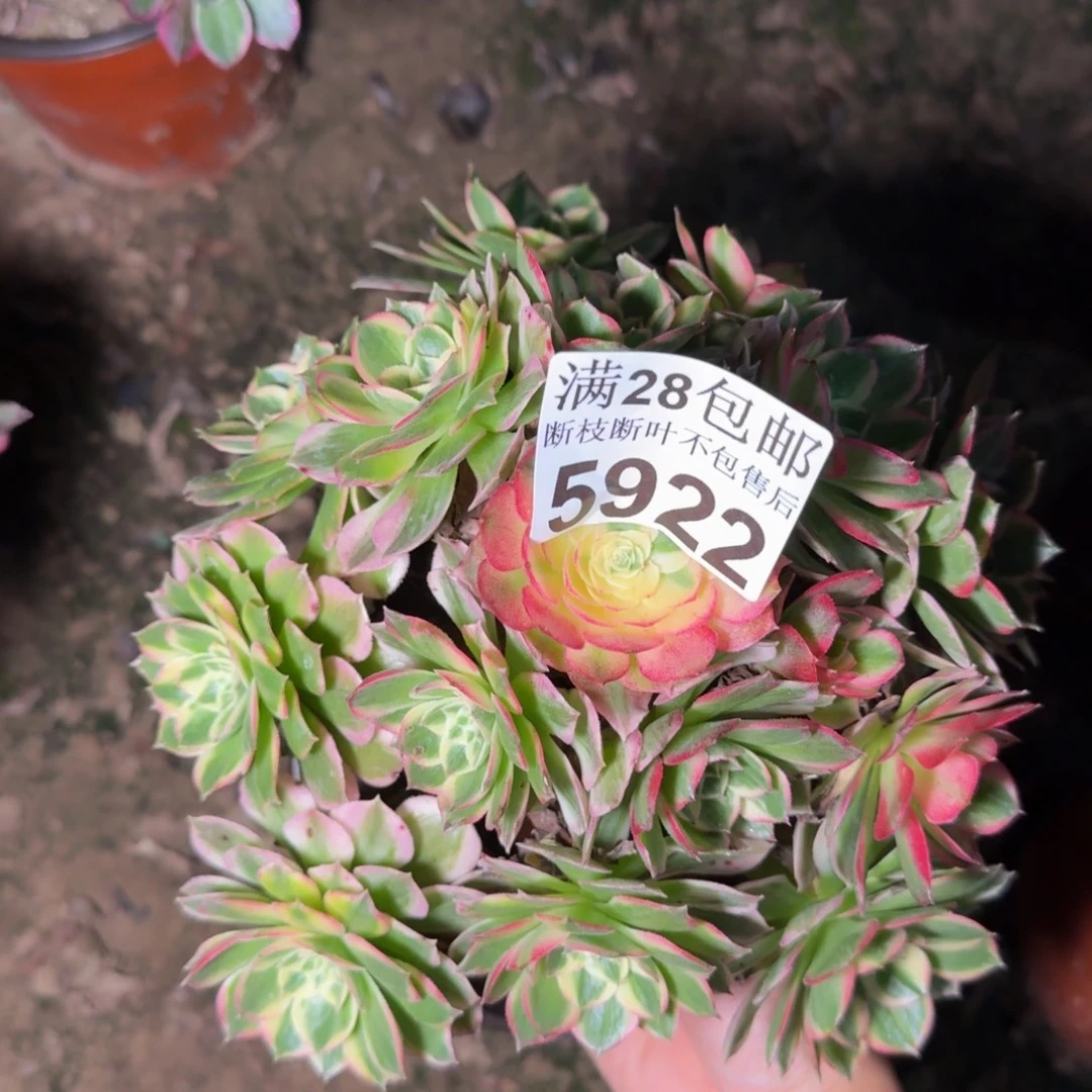 5922海王多肉zhiwu