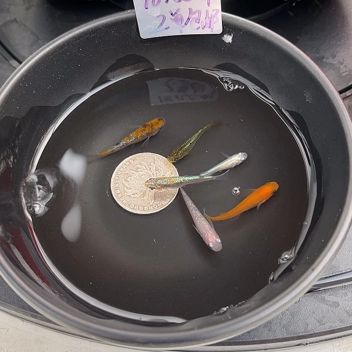 青鳉鱼随机6条34号