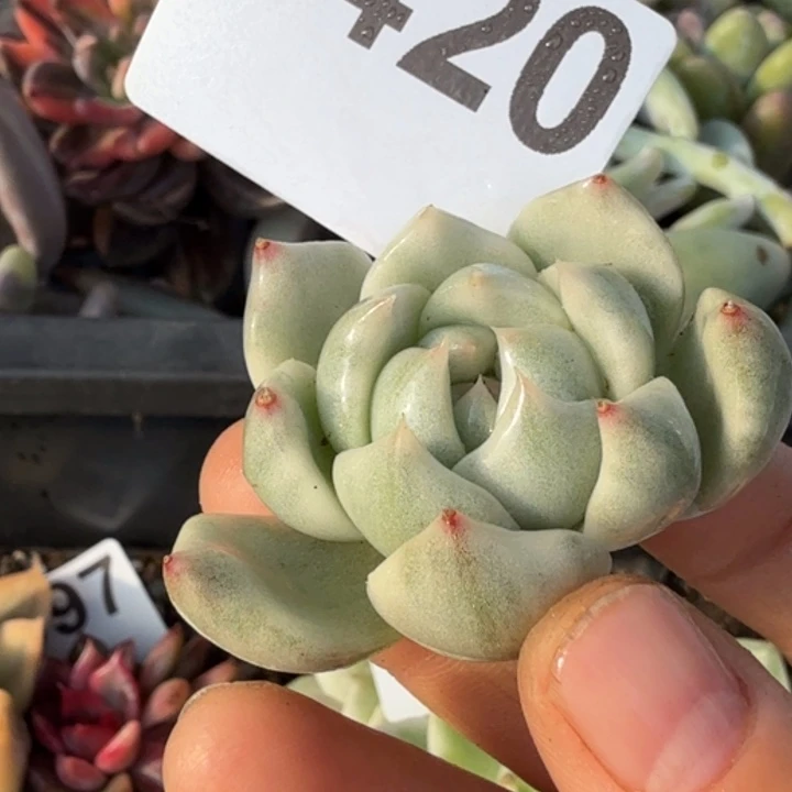 头盖无根多肉植物满18包邮当场凑单不满单隔天发顺丰到付