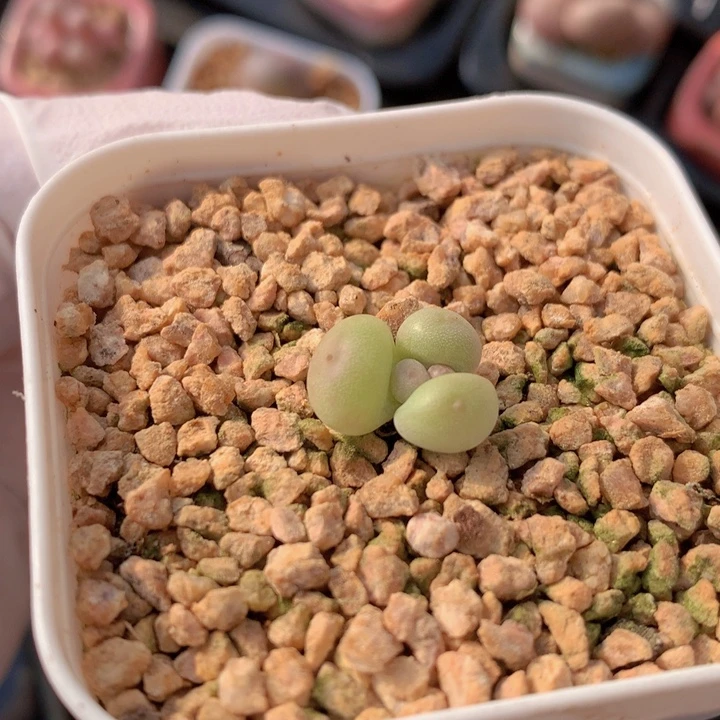 060 萤火虫 冰糖体