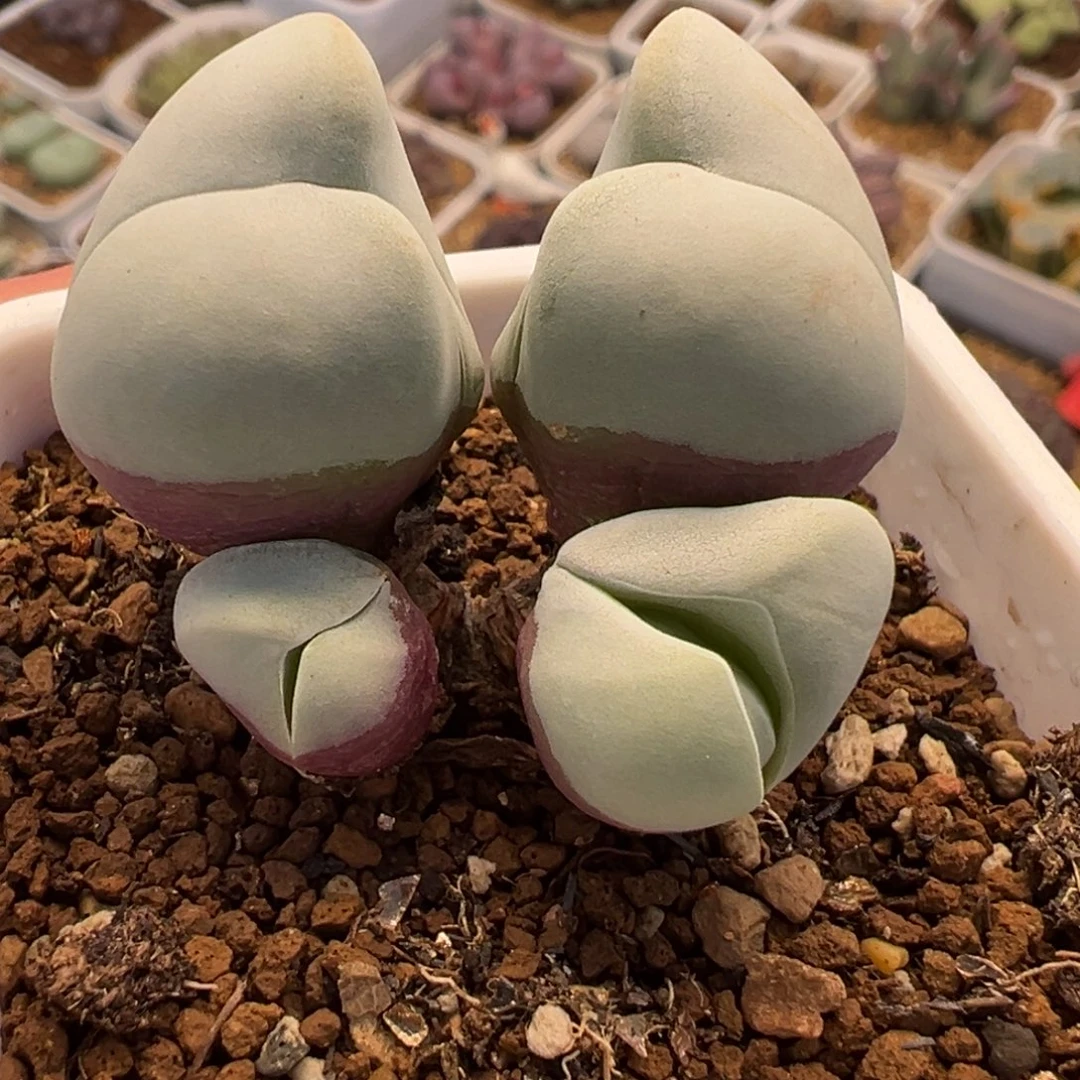 075多肉植物种类多样