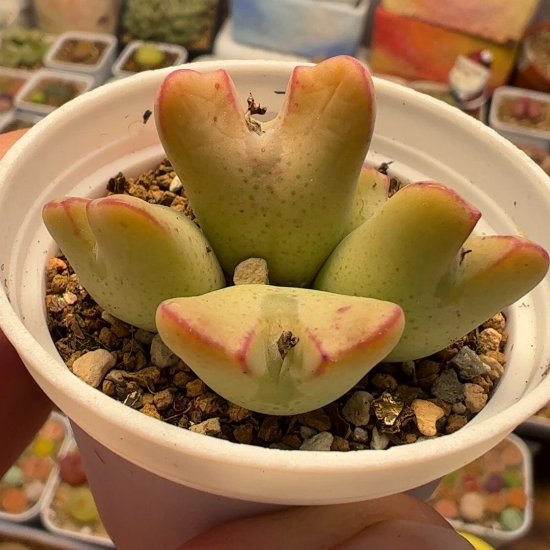 012多肉植物组合