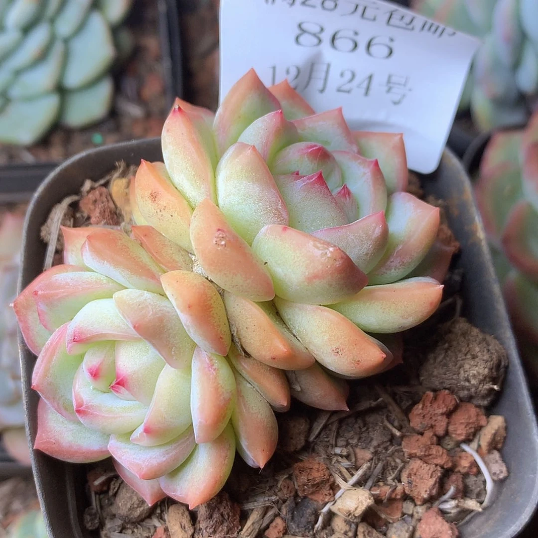 【闪购商品】云866号