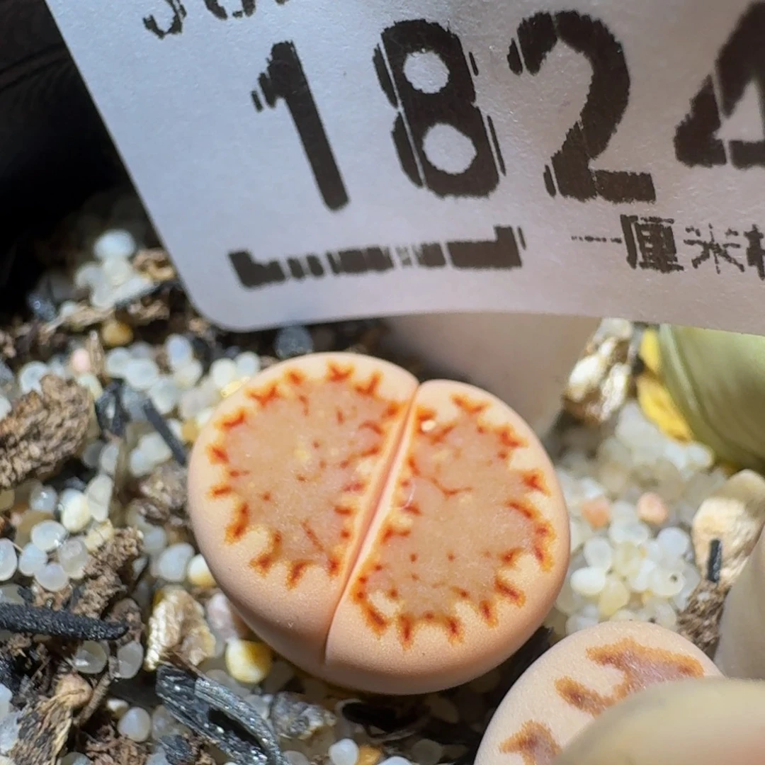 Zzzzzz生石花肉锥1824锦