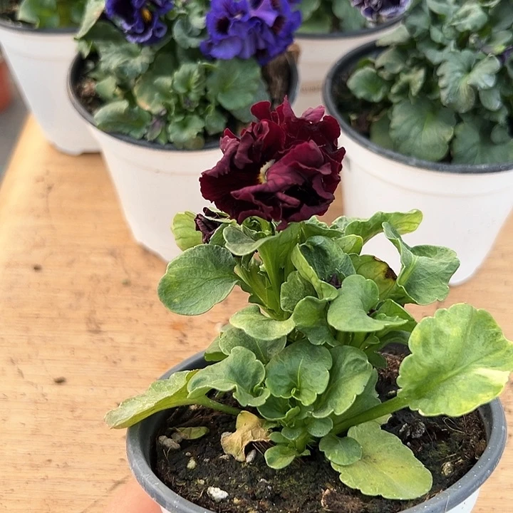 红陶抖音直播闪拍145