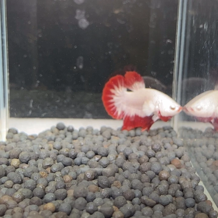 斗鱼泰国斗鱼143号