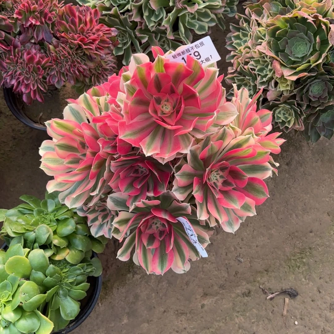 159粉女巫多肉植物法师