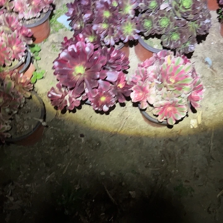 好***己不包侧枝一物一拍17