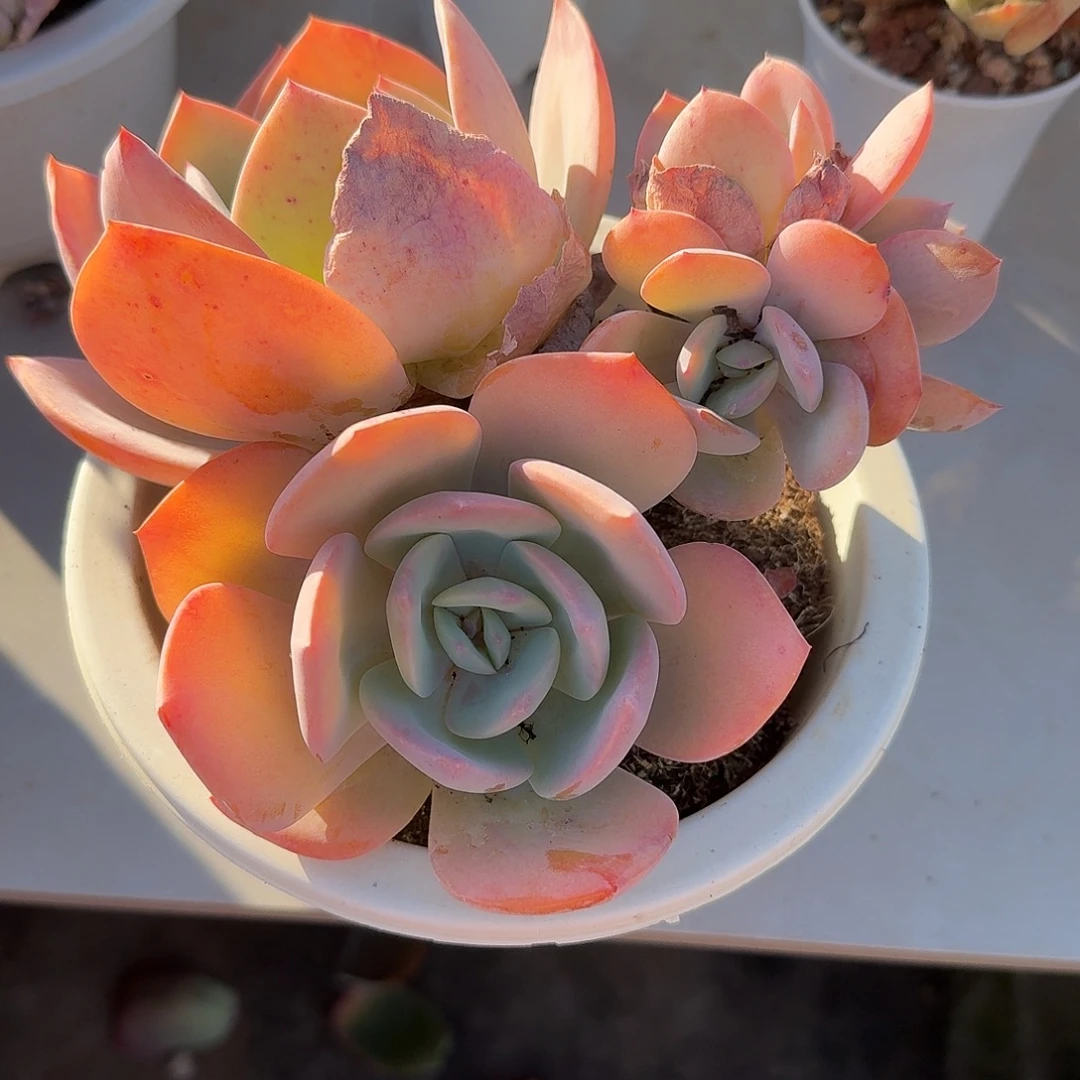 T***h白凤多肉植物一颗