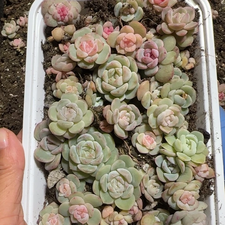 55号王者系列多肉