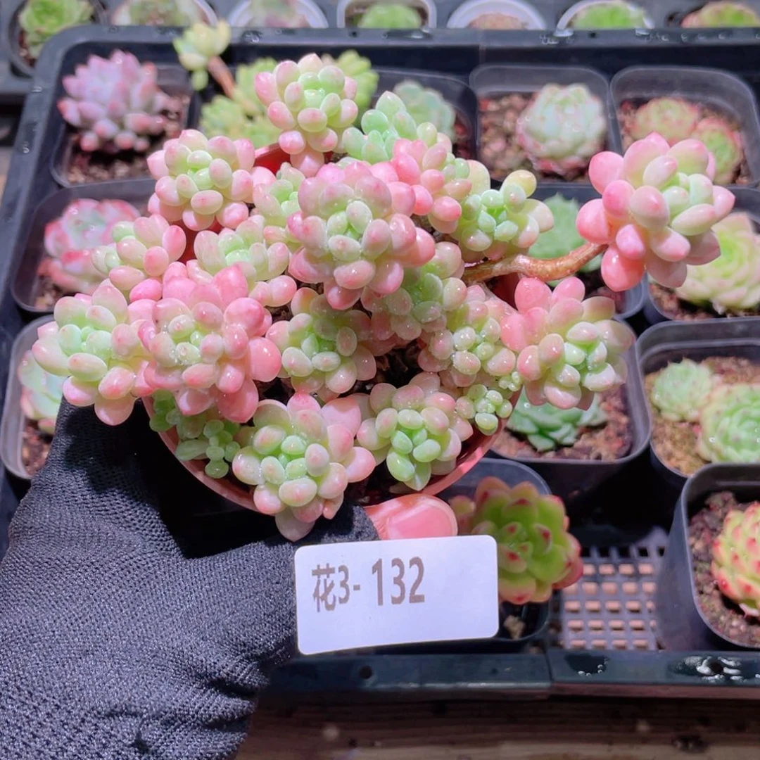花利美3-132洛可可