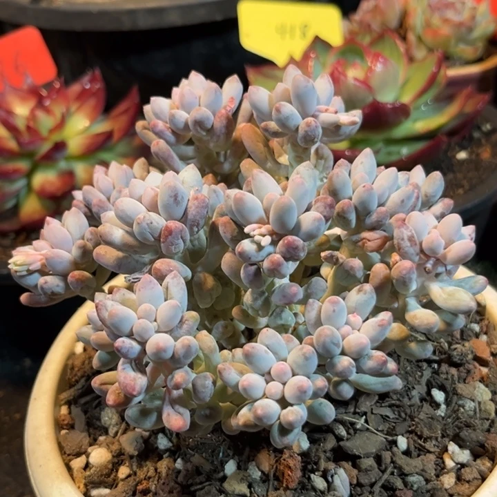 手指惊鸿一物一拍包装收缩花旱