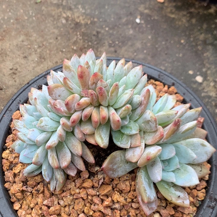 多肉植物叶插星影