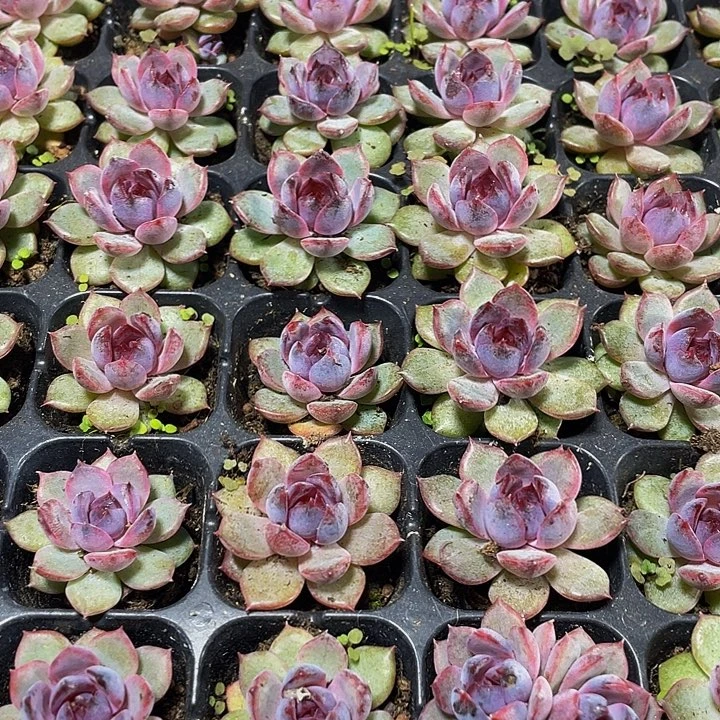 小蓝莓1.5带土发过