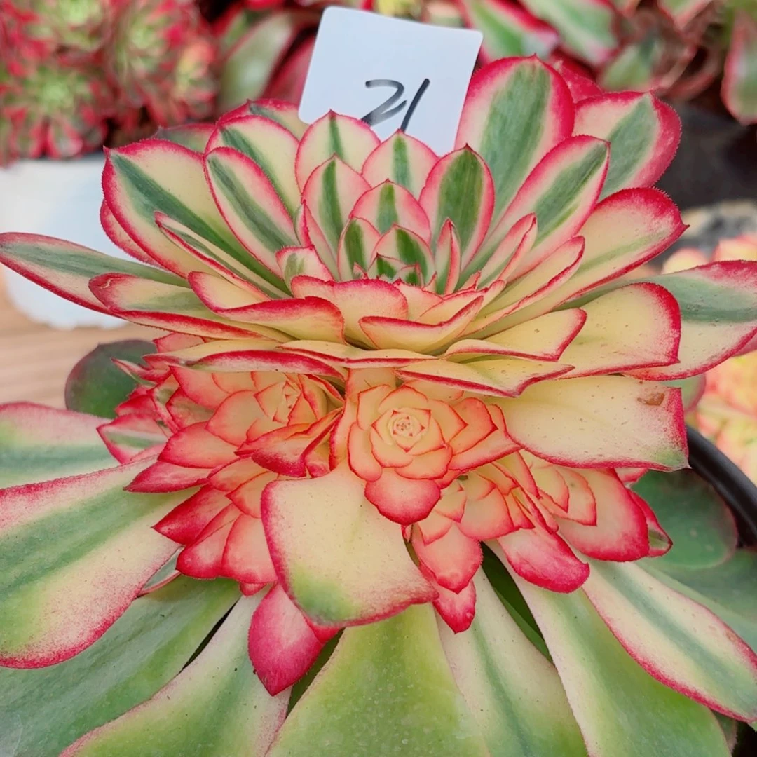 一物一拍多肉法师21