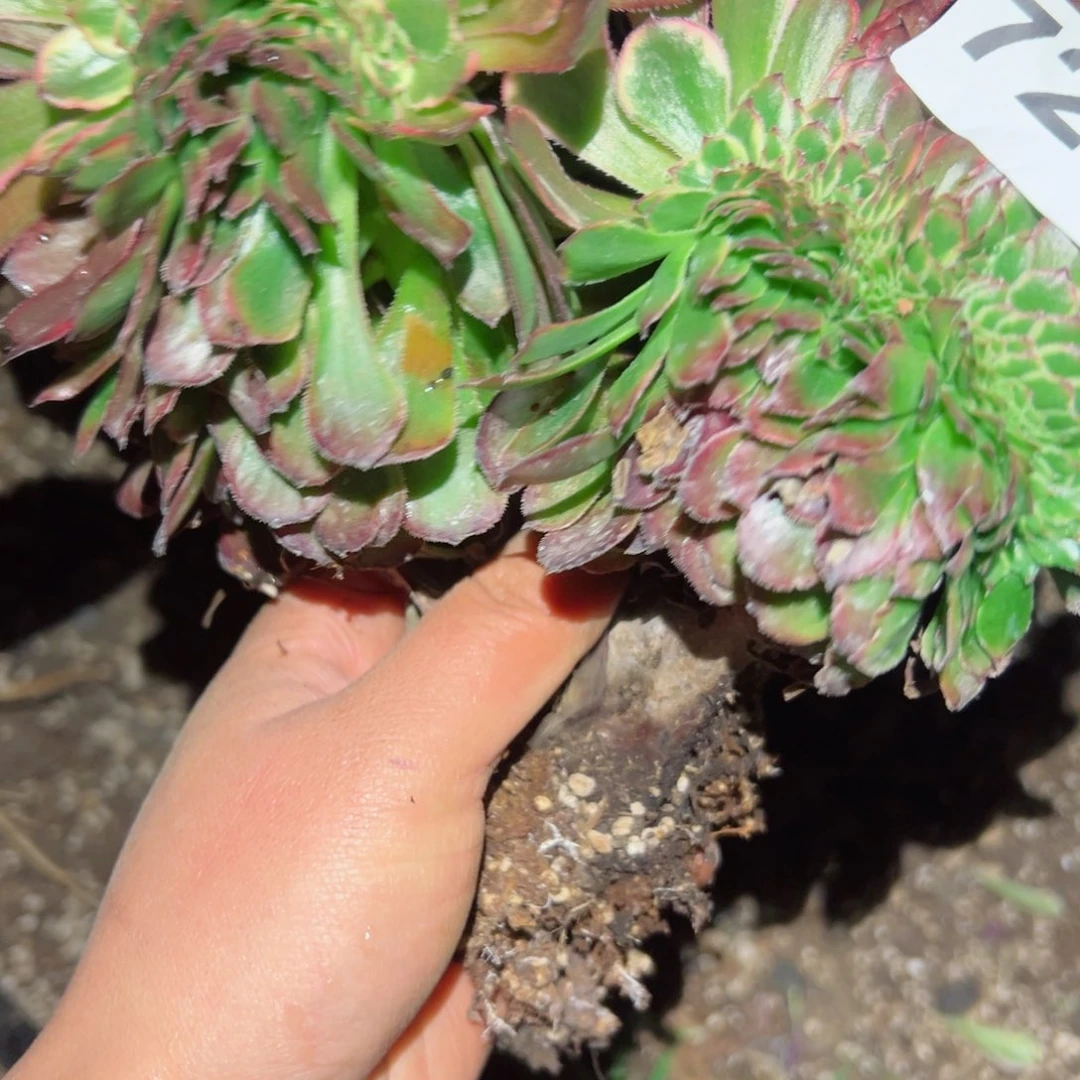 724 号多肉植物法师新年福利