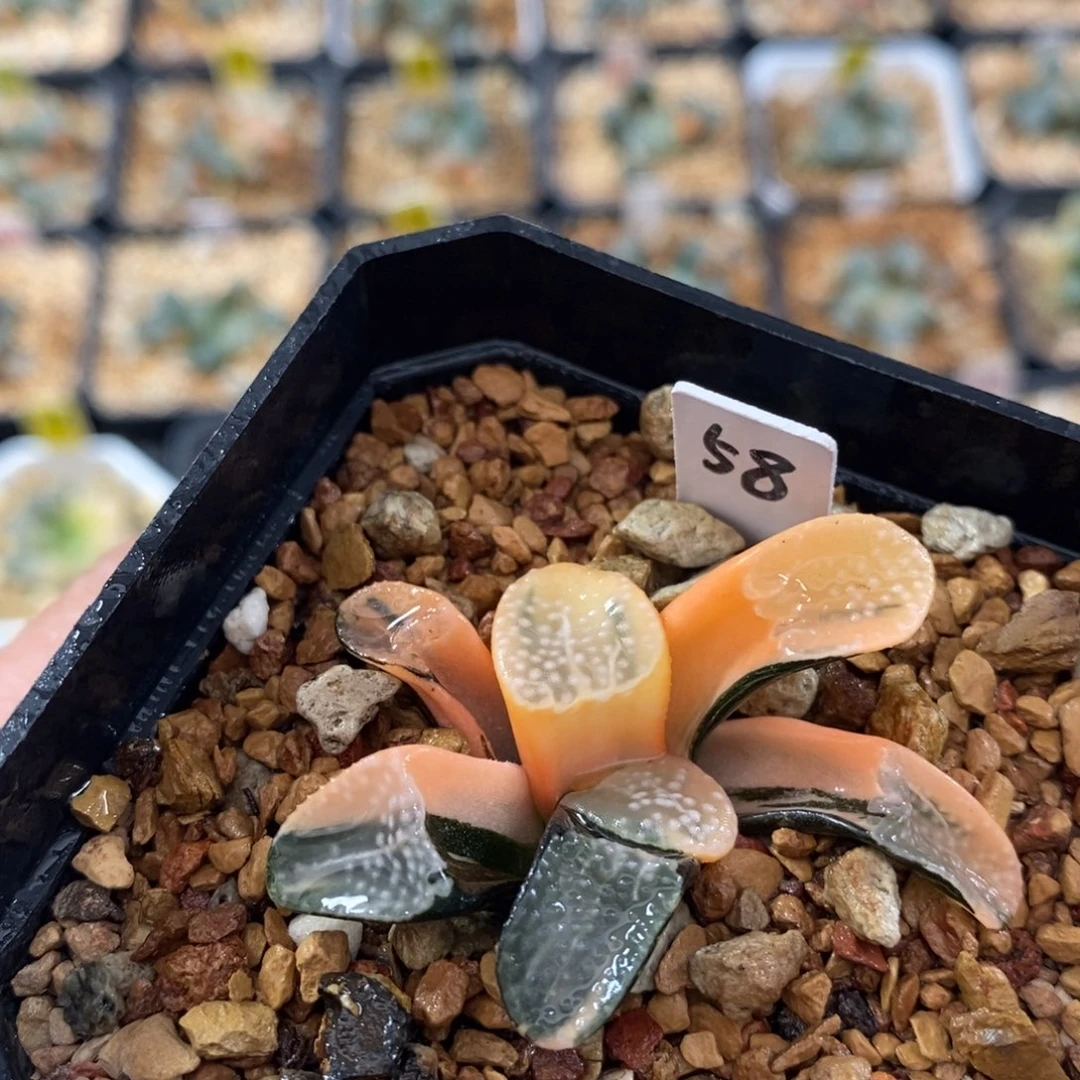 不开花植物58点点