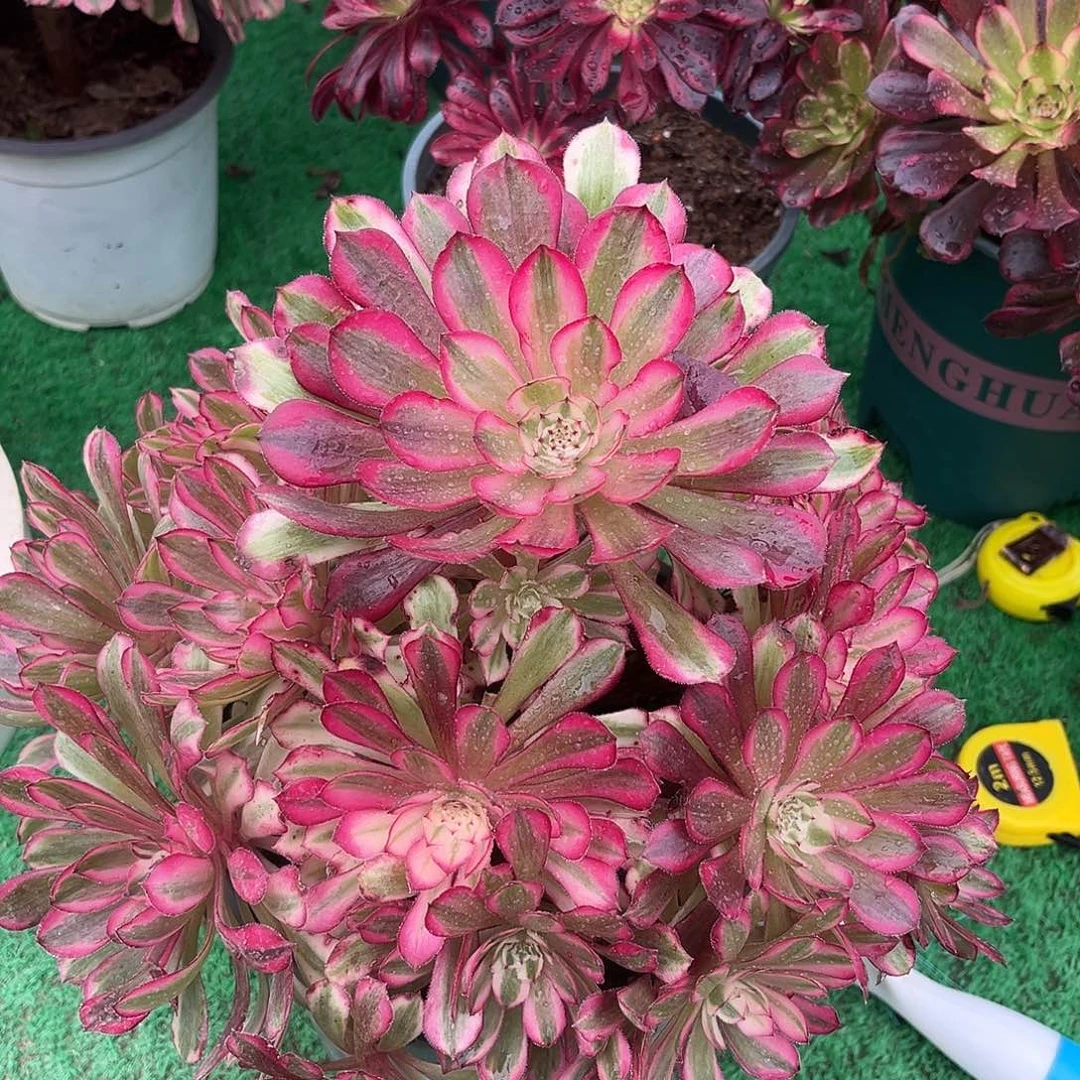 无花朵红铜壶锦法师多肉植物漂亮