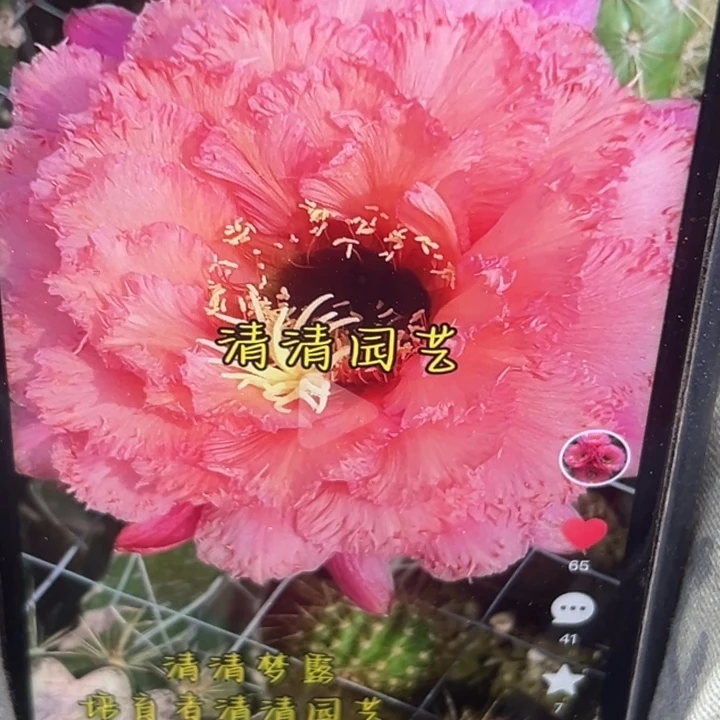 清清梦露根带花仙人球
