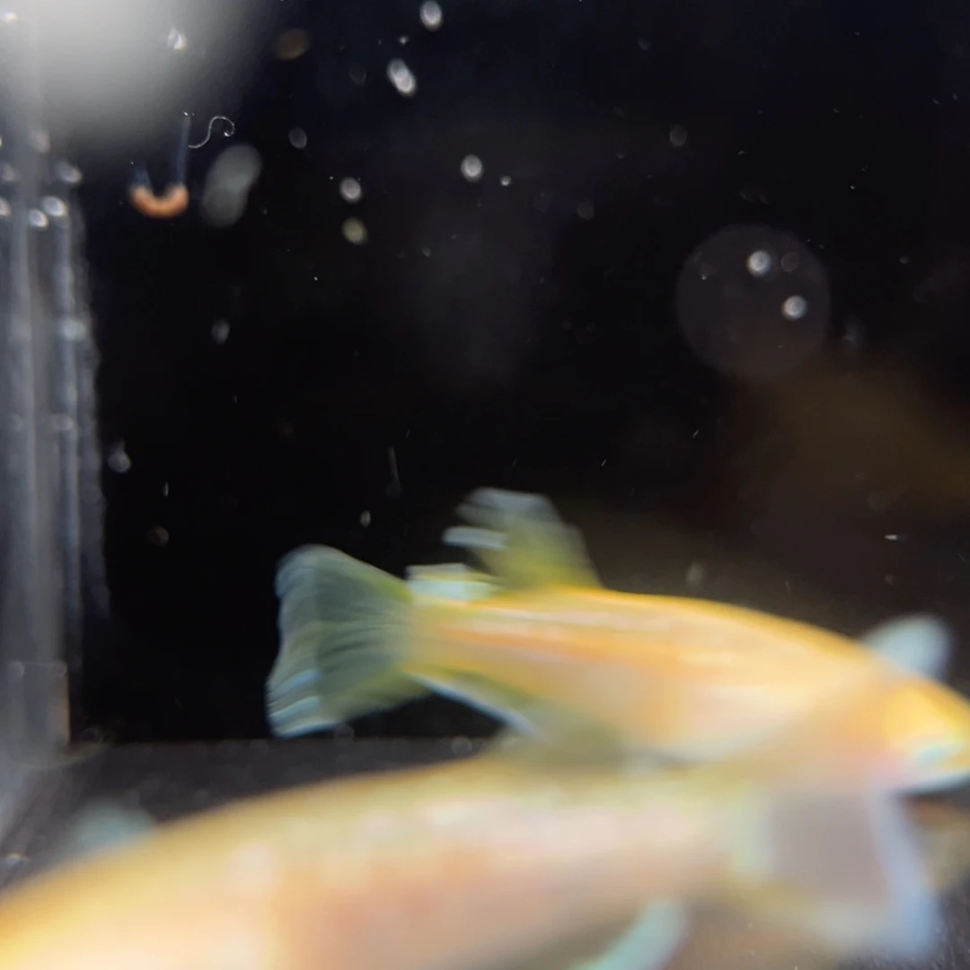 青鳉鱼266酥油灯一对