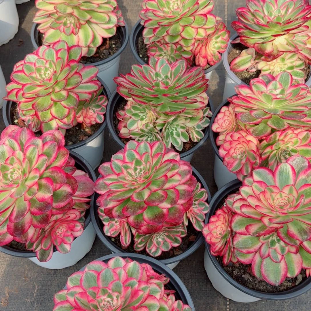 180小荔枝处理多肉法师量拍