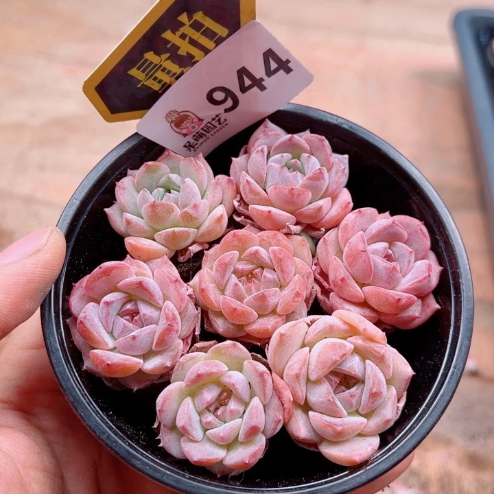 多肉植物多肉植物