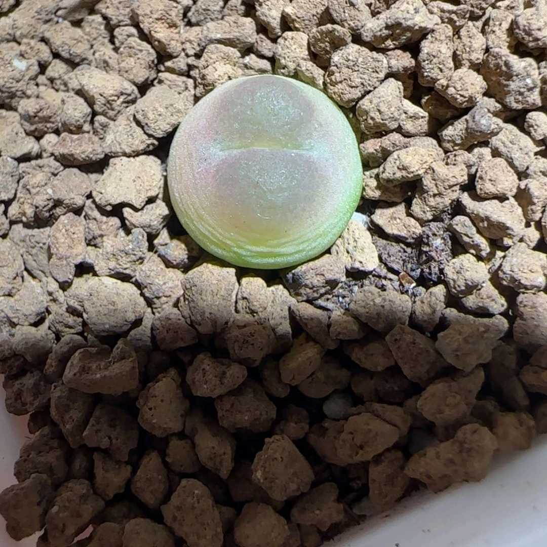 肉锥多肉植物组合-sh1200拉登1079
