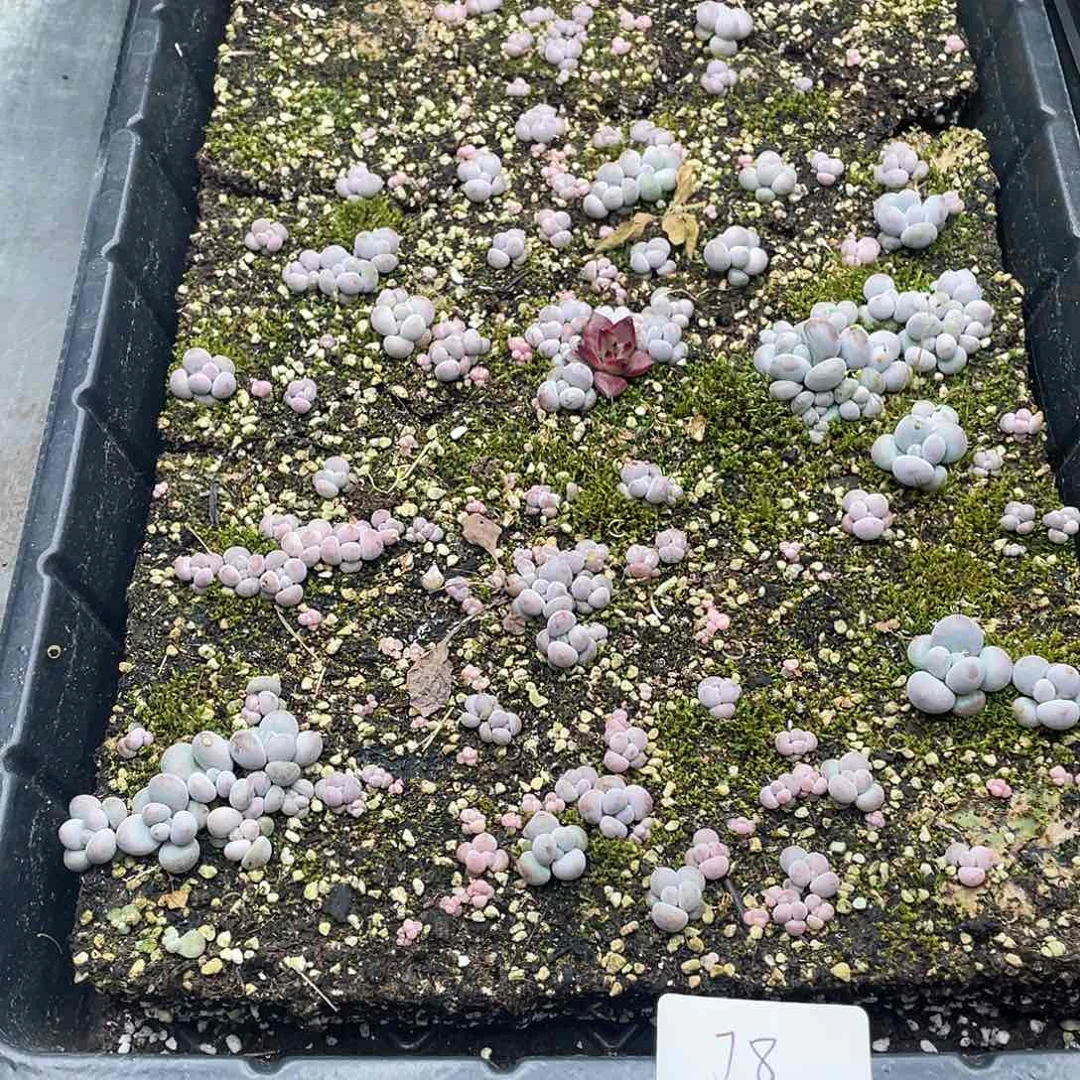 五*云糖心多肉植物78